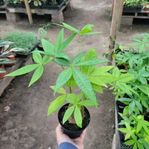 Money Tree Live Plant – Pachira aquatica – 4 inch Pot – Indoor Houseplant - Image 2