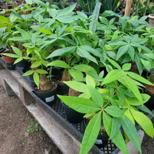 Money Tree Live Plant – Pachira aquatica – 4 inch Pot – Indoor Houseplant - Image 3