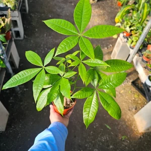 Money Tree Live Plant - Pachira aquatica - 4in Pot - Indoor Houseplant - Image 2