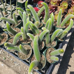 Monkey Tail Cactus Live Plant – 2in or 4in Pot – Rare Succulent for Indoors - Image 10