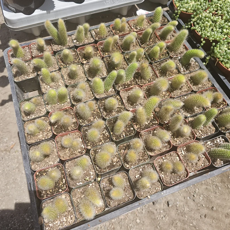 Monkey Tail Cactus Live Plant – 2in or 4in Pot – Rare Succulent for Indoors - Image 3