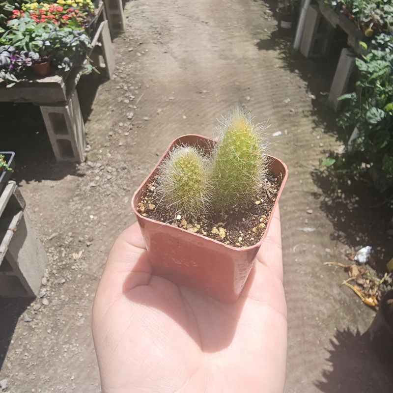 Monkey Tail Cactus Live Plant – 2in or 4in Pot – Rare Succulent for Indoors - Image 4