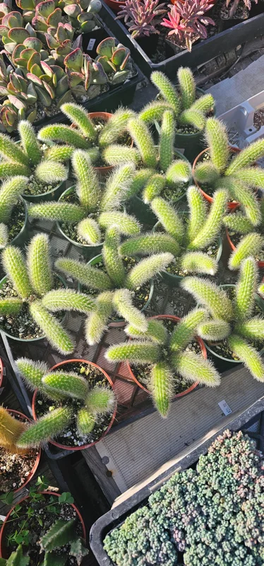 Monkey Tail Cactus Live Plant – 2in or 4in Pot – Rare Succulent for Indoors - Image 6