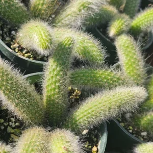 Monkey Tail Cactus Live Plant – 2in or 4in Pot – Rare Succulent for Indoors - Image 8