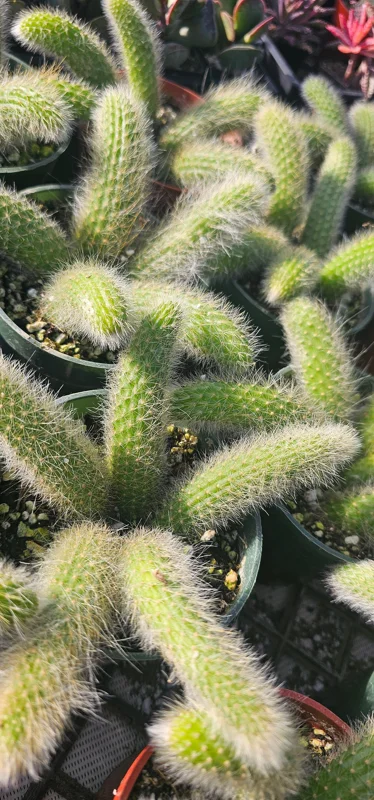 Monkey Tail Cactus Live Plant – 2in or 4in Pot – Rare Succulent for Indoors - Image 8