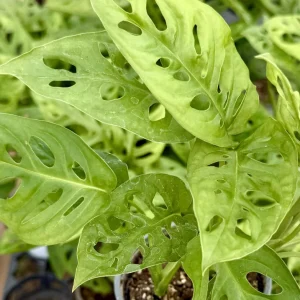 Monstera Adansonii Live Plant - Swiss Cheese Houseplant in 4 Inch Pot - Image 2