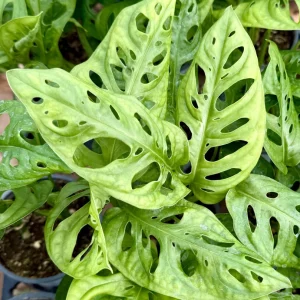 Monstera Adansonii Live Plant - Swiss Cheese Houseplant in 4 Inch Pot - Image 3