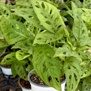 Monstera Adansonii Live Plant - Swiss Cheese Houseplant in 4 Inch Pot - Image 4