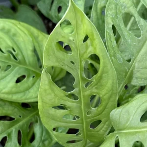 Monstera Adansonii Live Plant - Swiss Cheese Houseplant in 4 Inch Pot - Image 5