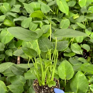 Monstera Deliciosa Live Plant - 4 Inch Pot, Tropical Houseplant, Easy Care - Image 2