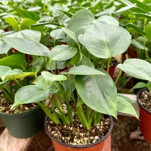 Monstera Deliciosa Live Plant - 4 Inch Pot, Tropical Houseplant, Easy Care - Image 3