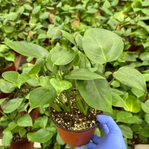 Monstera Deliciosa Live Plant - 4 Inch Pot, Tropical Houseplant, Easy Care - Image 1