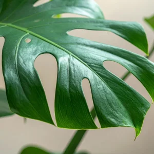 Monstera Deliciosa Live Plant, Tropical Houseplant, 4 Inch Pot - Image 2