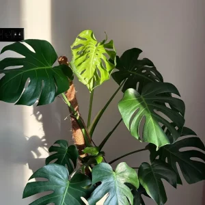 Monstera Deliciosa Live Plant – Tropical Houseplant – 4 Inch Pot – Indoor - Image 3