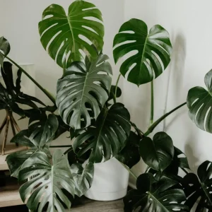 Monstera Deliciosa Live Plant – Tropical Houseplant – 4 Inch Pot – Indoor - Image 4