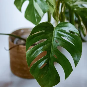 Monstera Deliciosa Live Plant – Tropical Houseplant – 4 Inch Pot – Indoor - Image 5
