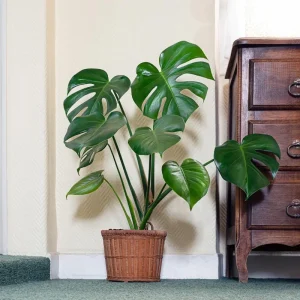 Monstera Deliciosa Live Plant, Tropical Houseplant, 4 Inch Pot - Image 6
