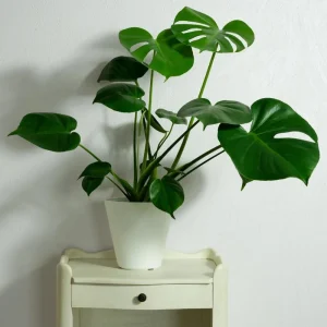 Monstera Deliciosa Live Plant, Tropical Houseplant, 4 Inch Pot - Image 7