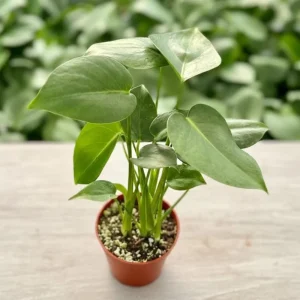 Monstera Deliciosa Live Plant – Tropical Houseplant – 4 Inch Pot – Indoor - Image 8