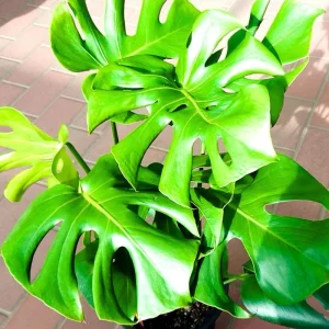 Monstera Live Plant 4 in Pot - Indoor Swiss Cheese Vine Houseplant 4-6 Inch Tall - Image 2