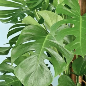 Monstera Live Plant 4 in Pot - Indoor Swiss Cheese Vine Houseplant 4-6 Inch Tall - Image 3