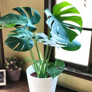 Monstera Live Plant 4 in Pot - Indoor Swiss Cheese Vine Houseplant 4-6 Inch Tall - Image 4