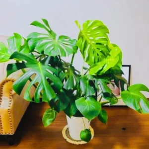 Monstera Live Plant 4 in Pot - Indoor Swiss Cheese Vine Houseplant 4-6 Inch Tall - Image 5