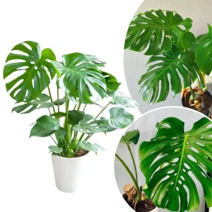 Monstera Live Plant 4 in Pot - Indoor Swiss Cheese Vine Houseplant 4-6 Inch Tall - Image 1