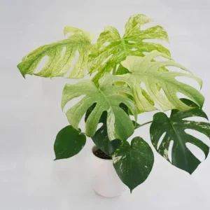 Monstera Mint Live Plant – Rare Variegated Tropical Houseplant – 4-6 Inch Tall - Image 2