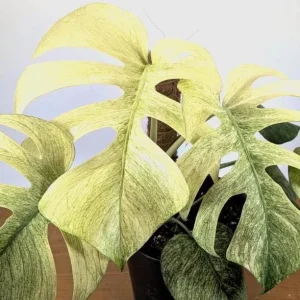 Monstera Mint Live Plant – Rare Variegated Tropical Houseplant – 4-6 Inch Tall - Image 3