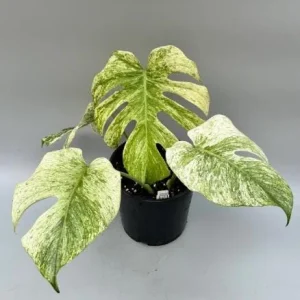 Monstera Mint Live Plant – Rare Variegated Tropical Houseplant – 4-6 Inch Tall - Image 4