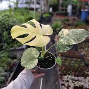 Monstera Mint Live Plant – Rare Variegated Tropical Houseplant – 4-6 Inch Tall - Image 5