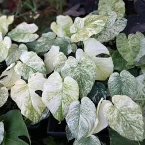 Monstera Mint Live Plant – Rare Variegated Tropical Houseplant – 4-6 Inch Tall - Image 6