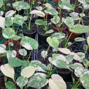 Monstera Mint Live Plant – Rare Variegated Tropical Houseplant – 4-6 Inch Tall - Image 7