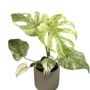 Monstera Mint Live Plant – Rare Variegated Tropical Houseplant – 4-6 Inch Tall - Image 1