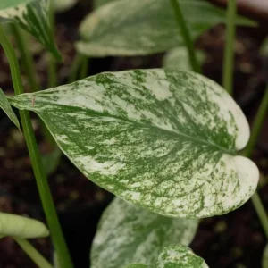 Monstera Mint Live Starter Plant - Rare Tropical Houseplant, 4-6 Inch Tall - Image 2
