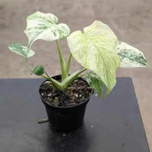 Monstera Mint Live Starter Plant - Rare Tropical Houseplant, 4-6 Inch Tall - Image 3