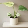 Monstera Mint Live Starter Plant - Rare Tropical Houseplant, 4-6 Inch Tall - Image 1