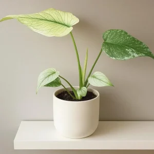 Monstera Mint Live Starter Plant - Rare Tropical Houseplant, 4-6 Inch Tall - Image 1