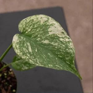 Monstera Mint Live Starter Plant - Rare Tropical Houseplant, 4-6 Inch Tall - Image 4