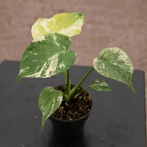 Monstera Mint Live Starter Plant - Rare Tropical Houseplant, 4-6 Inch Tall - Image 5