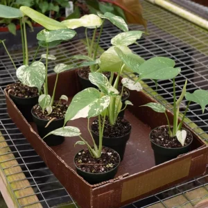 Monstera Mint Live Starter Plant - Rare Tropical Houseplant, 4-6 Inch Tall - Image 6