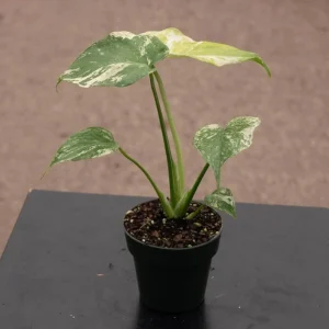 Monstera Mint Live Starter Plant - Rare Tropical Houseplant, 4-6 Inch Tall - Image 7