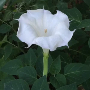 Moon Flower Seeds (Datura Innoxia) - 100 Seed Packet - White Perennial Outdoor - Image 2