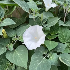 Moon Flower Seeds (Datura Innoxia) - 100 Seed Packet - White Perennial Outdoor - Image 3