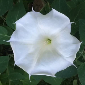 Moon Flower Seeds (Datura Innoxia) - 100 Seed Packet - White Perennial Outdoor - Image 4