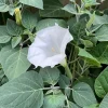Moon Flower Seeds (Datura Innoxia) - 100 Seed Packet - White Perennial Outdoor - Image 1