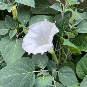 Moon Flower Seeds (Datura Innoxia) - 100 Seed Packet - White Perennial Outdoor - Image 1