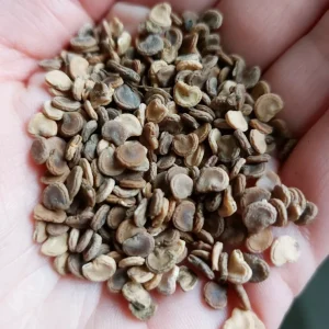 Moon Flower Seeds (Datura Innoxia) - 100 Seed Packet - White Perennial Outdoor - Image 5