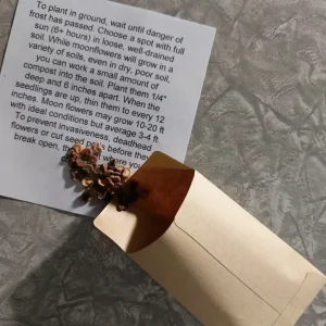 Moon Flower Seeds (Datura Innoxia) - 100 Seed Packet - White Perennial Outdoor - Image 6